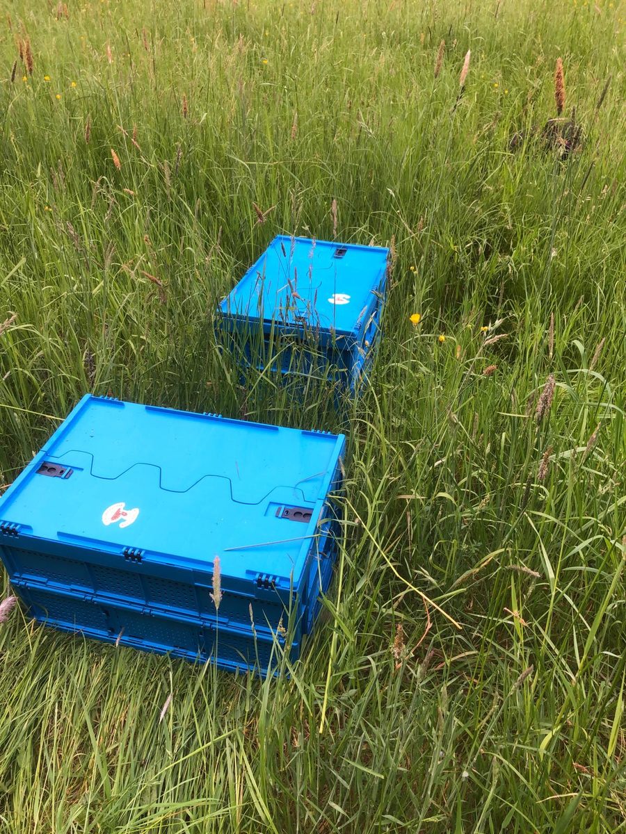 Blaue Sicherungsboxen am Wiesenrand