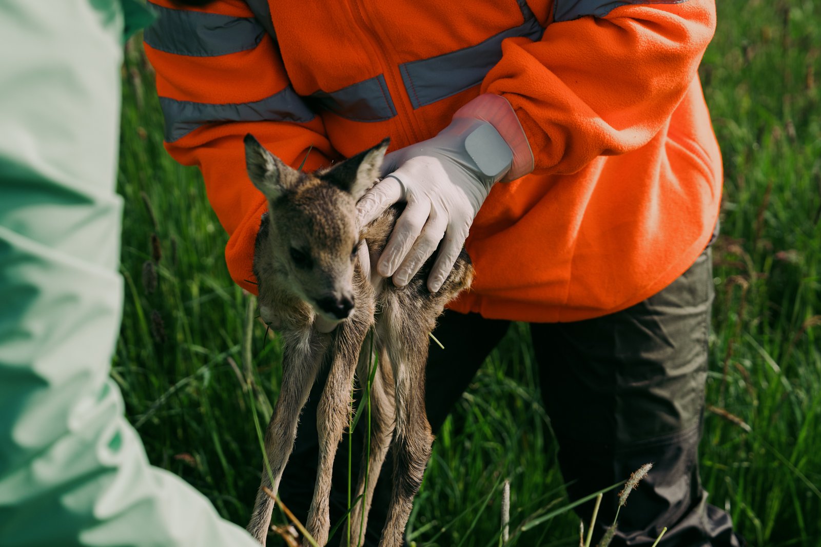 Helferin in oranger Warnweste hält ein gerade gesichertes Rehkitz mit Handschuhen