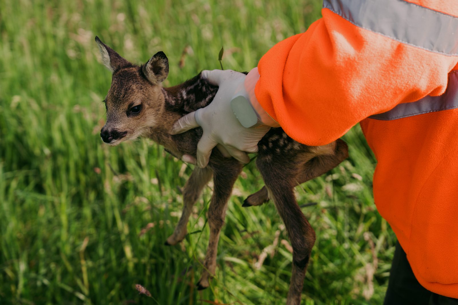 Rehkitz im Gras, behutsam mit Handschuh gehalten von Helferin in oranger Warnweste — Foto: Yana Wernicke