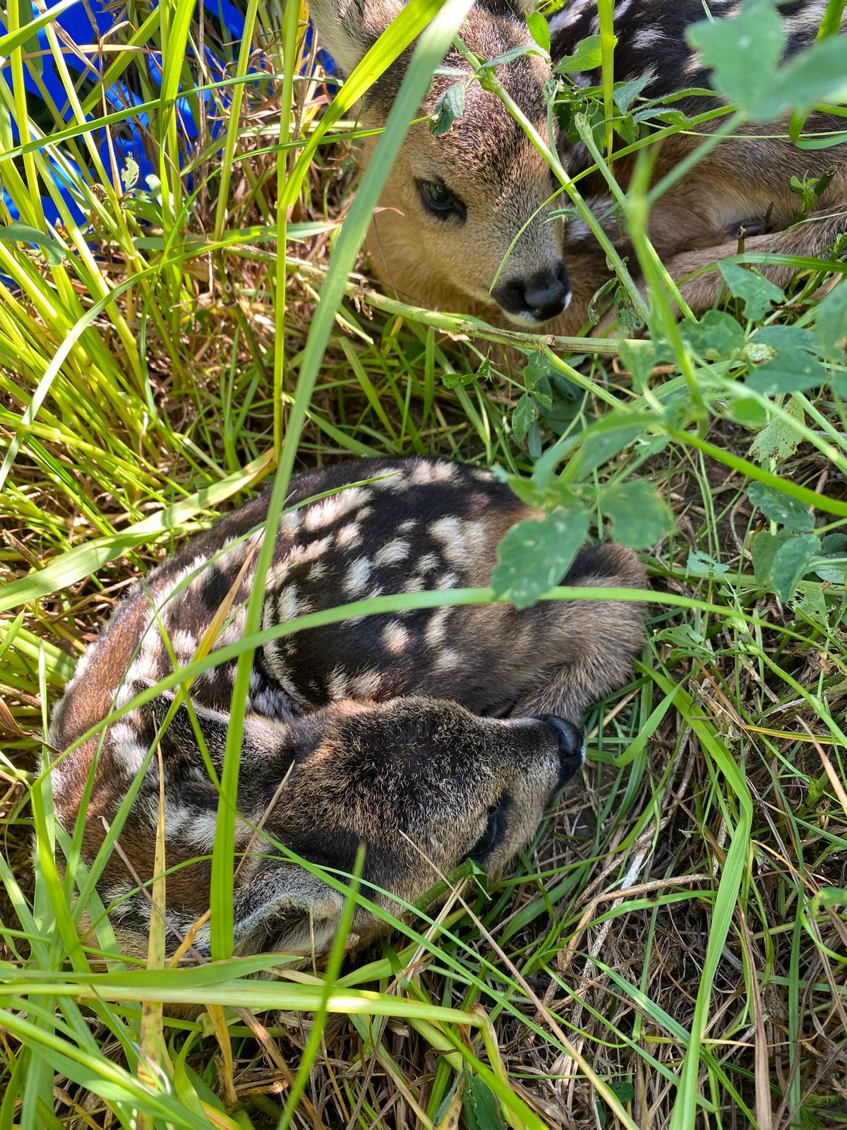 Zwei Rehkitze ducken sich im hohen Gras, kurz nach dem Sichern